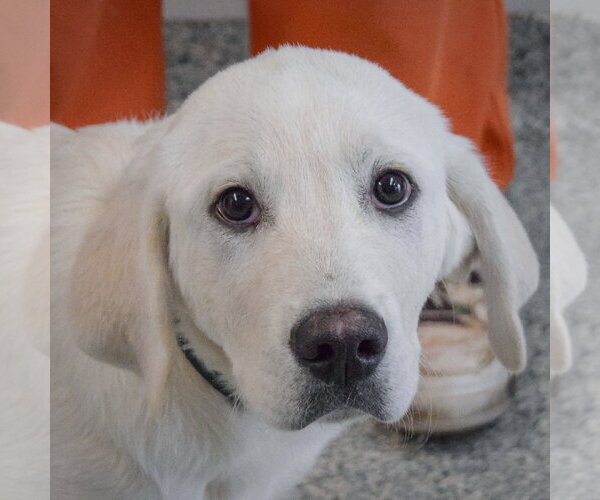 Medium Photo #4 Great Pyredane Puppy For Sale in Huntley, IL, USA