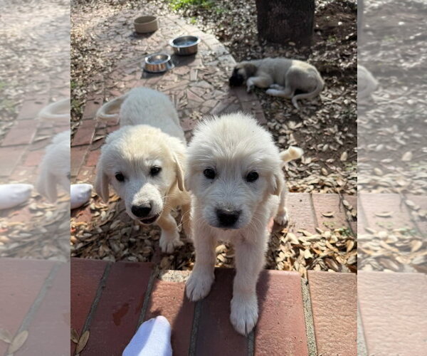 Medium Photo #7 Anatolian Pyrenees Puppy For Sale in Houston, TX, USA