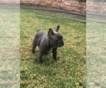 Small Photo #53 French Bulldog Puppy For Sale in WHITTIER, CA, USA