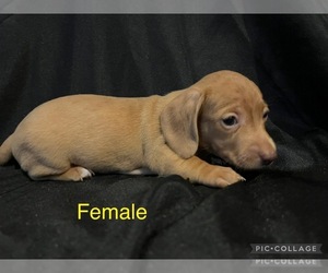 Dachshund Puppy for sale in LAWSON, MO, USA