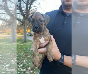 Boxer Puppy for sale in MOUNT PLEASANT, IA, USA