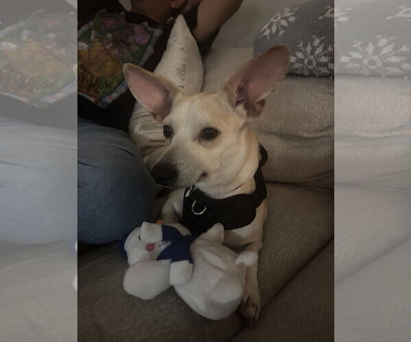 Medium Photo #2 Chihuahua-Unknown Mix Puppy For Sale in Aurora, CO, USA