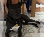 Small #8 Labrador Retriever Mix