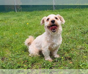 Norwich Terrier Dogs for adoption in Springfield, MA, USA