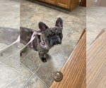 Small Photo #1 French Bulldog Puppy For Sale in DECATUR, IL, USA