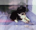 Small Photo #8 Aussiedoodle Miniature  Puppy For Sale in DURHAM, CT, USA