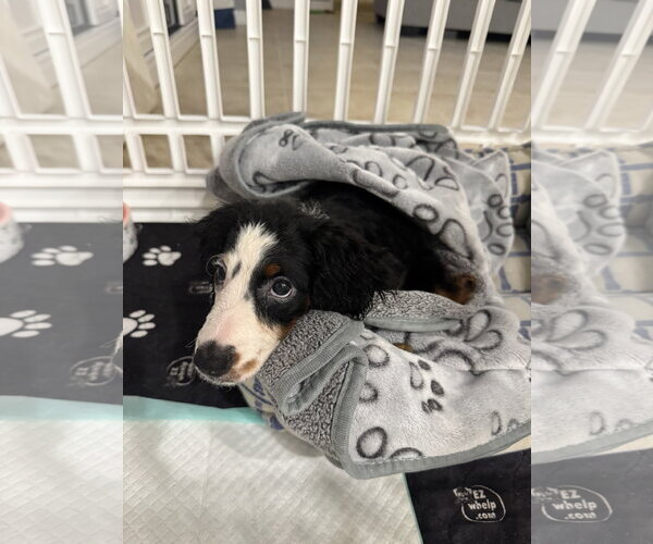 Medium Photo #3 Bernese Mountain Dog-Poodle (Miniature) Mix Puppy For Sale in Valrico, FL, USA
