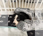 Small Photo #3 Bernese Mountain Dog-Poodle (Miniature) Mix Puppy For Sale in Valrico, FL, USA