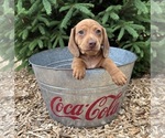 Small #1 Dachshund