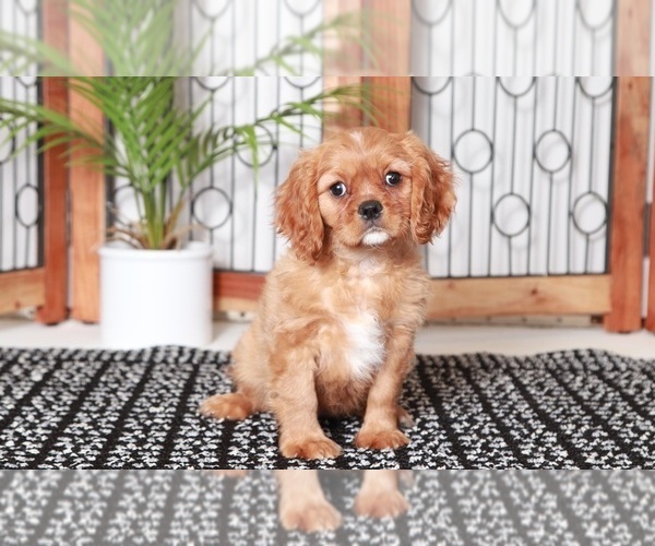 Medium Photo #1 Cavalier King Charles Spaniel Puppy For Sale in NAPLES, FL, USA