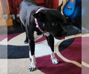 Persephone - Female Mutt Dog for Adoption - Photo #12