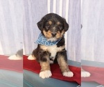 Small Photo #6 Bernedoodle Puppy For Sale in ROCKY MOUNT, VA, USA