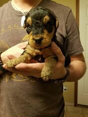 Airedale Terrier Puppy for sale in BLUE GRASS, ND, USA