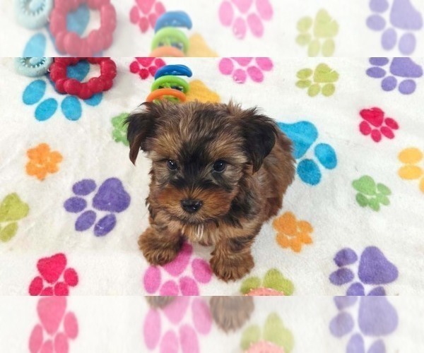 Medium Photo #2 Yorkshire Terrier Puppy For Sale in ORO VALLEY, AZ, USA