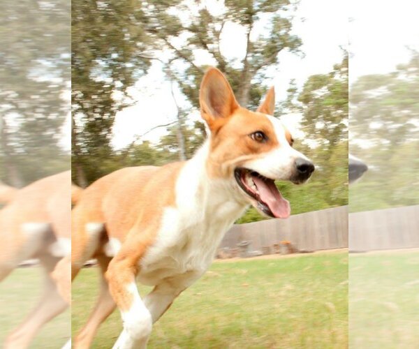 Medium Photo #6 Australian Kelpie-Basenji Mix Puppy For Sale in Houston, TX, USA