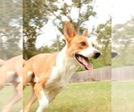 Small Photo #6 Australian Kelpie-Basenji Mix Puppy For Sale in Houston, TX, USA