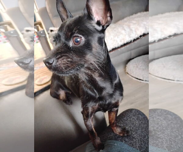 Medium Photo #1 Chihuahua-Unknown Mix Puppy For Sale in Topeka, KS, USA