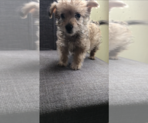Poodle (Miniature) Puppy for sale in SAN DIEGO, CA, USA