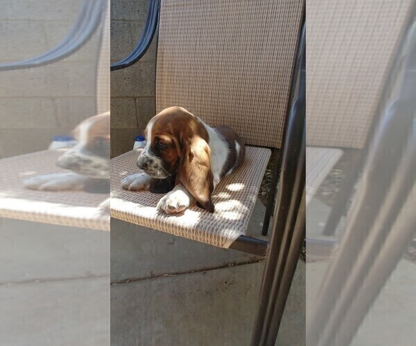 Medium Photo #8 Basset Hound Puppy For Sale in PARKER, AZ, USA
