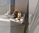 Small Photo #8 Basset Hound Puppy For Sale in PARKER, AZ, USA