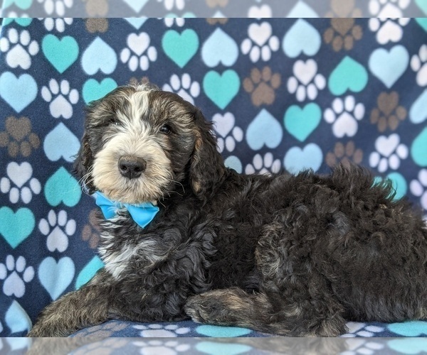 Medium Photo #5 Sheepadoodle Puppy For Sale in PORT DEPOSIT, MD, USA