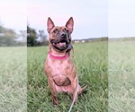 Small Staffordshire Bull Terrier Mix