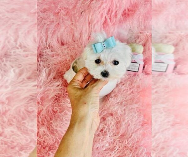 Medium Photo #1 Maltese Puppy For Sale in BOSTON, MA, USA