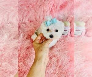Maltese Puppy for sale in BOSTON, MA, USA