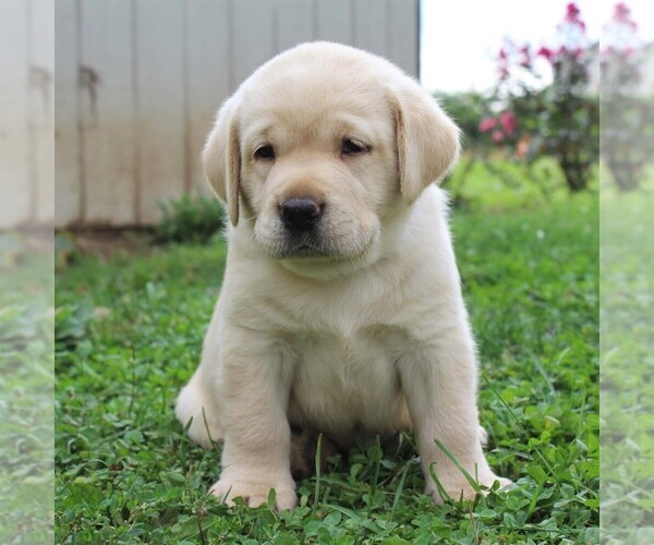 Medium Photo #1 Labrador Retriever Puppy For Sale in GAP, PA, USA