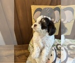 Small #1 Poodle (Miniature)