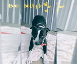 Small #1 American Pit Bull Terrier