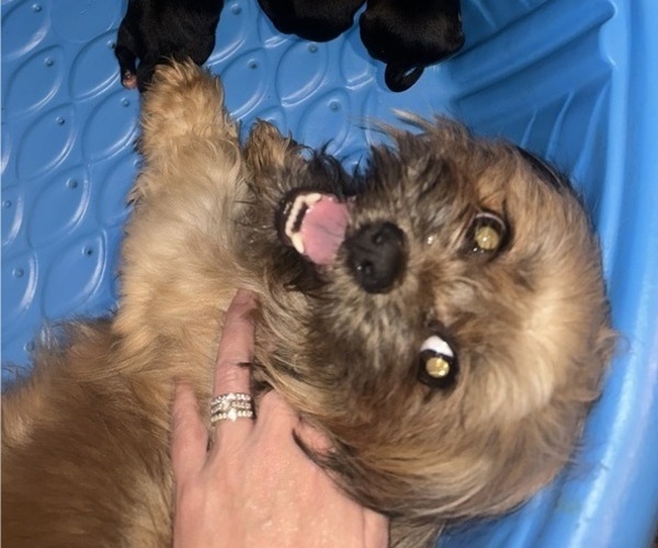 Medium Photo #1 Shiranian Puppy For Sale in PLAINFIELD, IL, USA