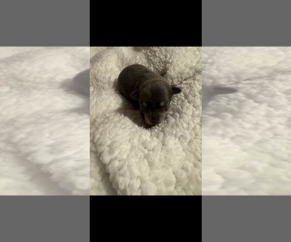 Medium Photo #8 Chihuahua Puppy For Sale in DALLAS, TX, USA