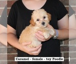 Small #2 Poodle (Toy)