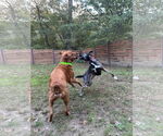 Small #2 Mutt