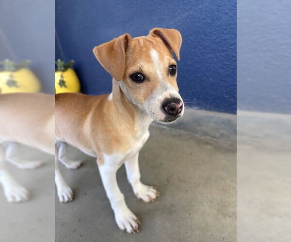 Medium Photo #3 Chihuahua-Unknown Mix Puppy For Sale in Visalia, CA, USA