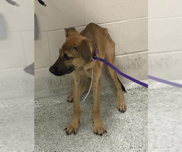 Medium Photo #1 German Shepherd Dog-Unknown Mix Puppy For Sale in Conroe, TX, USA