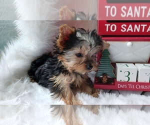 Yorkshire Terrier Puppy for sale in LEBANON, OR, USA