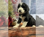 Small Photo #22 Aussiedoodle Puppy For Sale in COMMERCE, MI, USA