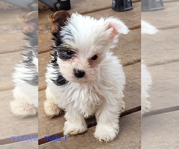 Medium Photo #2 Yorkshire Terrier Puppy For Sale in CONKLIN, NY, USA