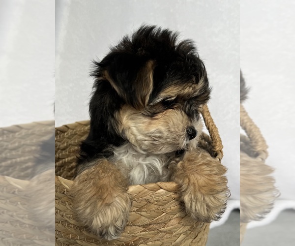 Medium Photo #6 Morkie Puppy For Sale in CORNERSVILLE, TN, USA