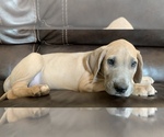 Small Photo #14 Great Dane Puppy For Sale in CLOVER, SC, USA