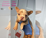 Puppy Puppy 3 French Bulldog