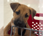 Small #2 Mutt