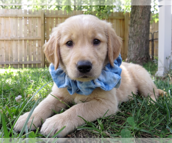 Medium Photo #2 Golden Retriever Puppy For Sale in Grovertown, IN, USA