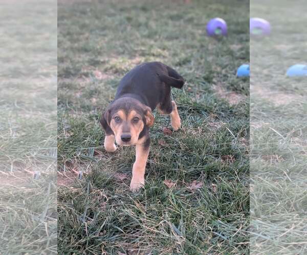 Medium Photo #2 Labbe Puppy For Sale in Holly Springs, NC, USA