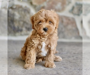 Cavapoo Puppy for sale in BIRD IN HAND, PA, USA