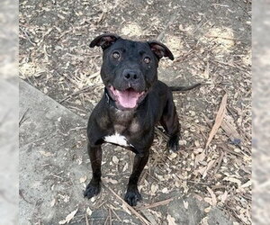 Mutt Dogs for adoption in Martinez, CA, USA