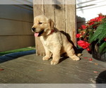 Small Photo #10 Golden Retriever Puppy For Sale in SUGARCREEK, OH, USA