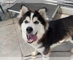 Siberian Husky-Unknown Mix Dogs for adoption in Martinez, CA, USA